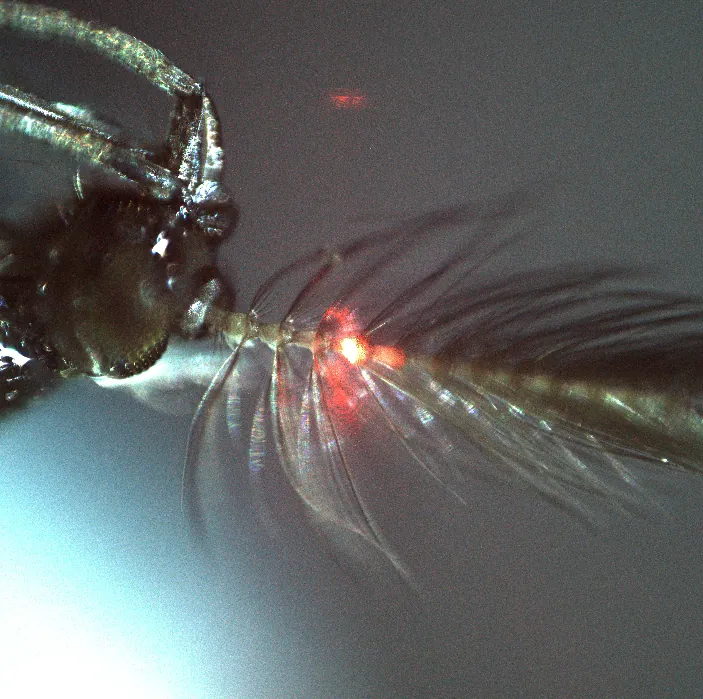 Mosquito ear image used as an accessible science placeholder
