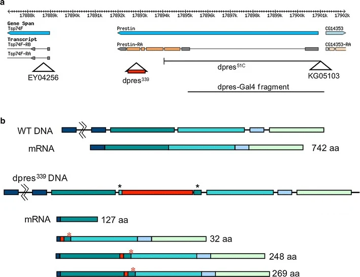 Graphical summary or first figure from Prestin is an anion transporter dispensable for mechanical feedback amplification in Drosophila hearing.