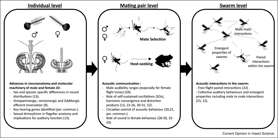Graphical summary or first figure from Buzzkill: targeting the mosquito auditory system