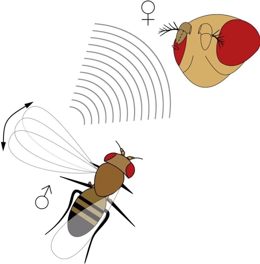Graphical summary or first figure from Hearing in Drosophila.