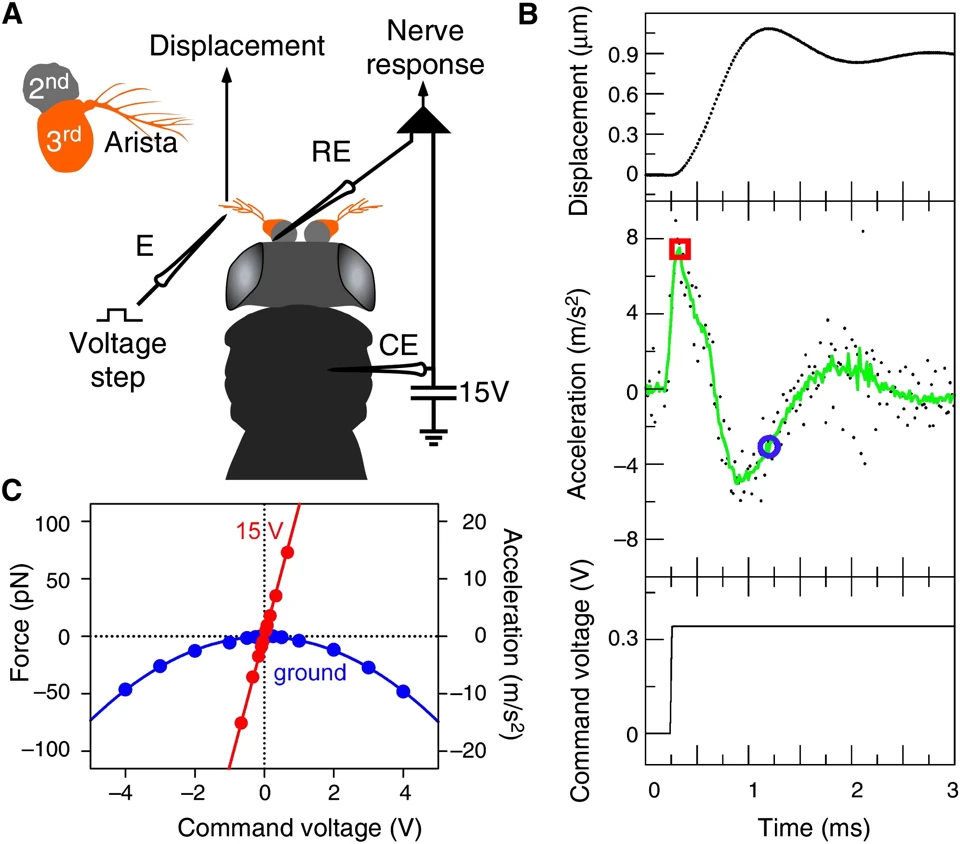 Graphical summary or first figure from Mechanical signatures of transducer gating in the Drosophila ear.