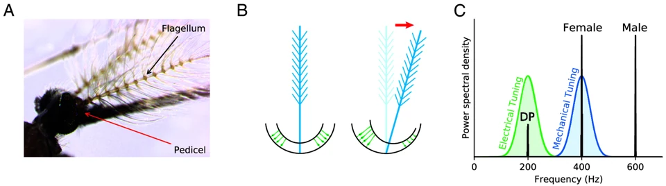 Graphical summary or first figure from Transducer-based force generation explains active process in Drosophila hearing.