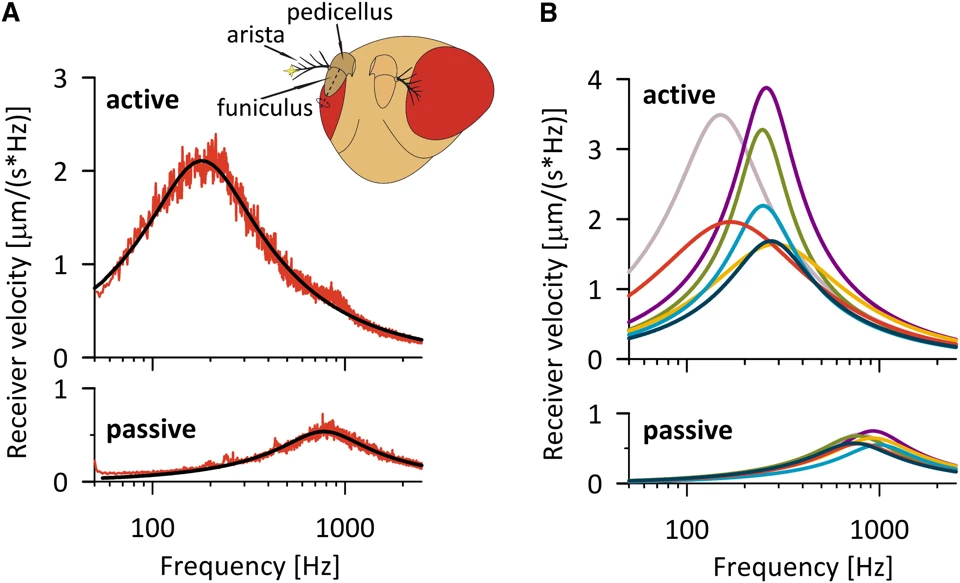 Graphical summary or first figure from Active process mediates species-specific tuning of Drosophila ears.