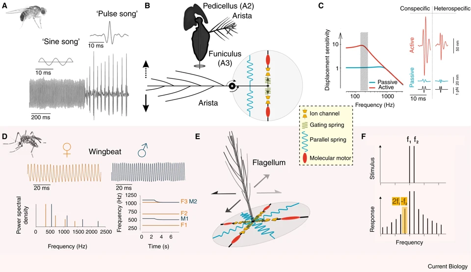 Graphical summary or first figure from Comparative Aspects of Hearing in Vertebrates and Insects with Antennal Ears.
