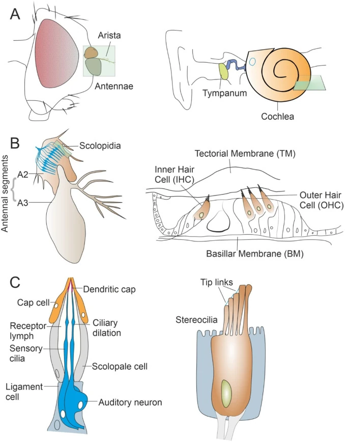 Graphical summary or first figure from A burden shared: The evolutionary case for studying human deafness in Drosophila.