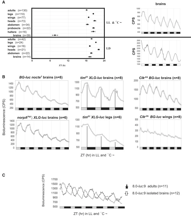 Graphical summary or first figure from Temperature entrainment of Drosophila's circadian clock involves the gene nocte and signaling from peripheral sensory tissues to the brain.
