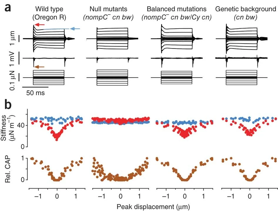 Graphical summary or first figure from Direct gating and mechanical integrity of Drosophila auditory transducers require TRPN1.