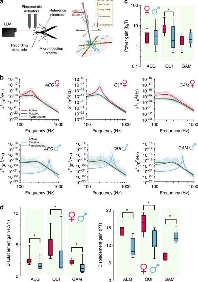 Graphical summary or first figure from Sex and species specific hearing mechanisms in mosquito flagellar ears.
