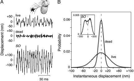 Graphical summary or first figure from Power gain exhibited by motile mechanosensory neurons in Drosophila ears.