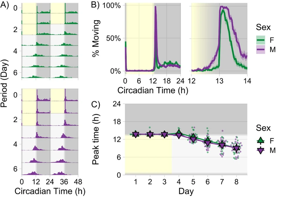 Graphical summary or first figure from Flight-tone mediated circadian control of audibility in mating swarms of Anopheles mosquitoes