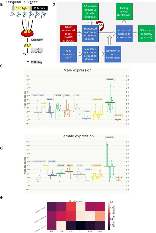 Graphical summary or first figure from A novel beta-adrenergic like octopamine receptor modulates the audition of malaria mosquitoes and serves as insecticide target