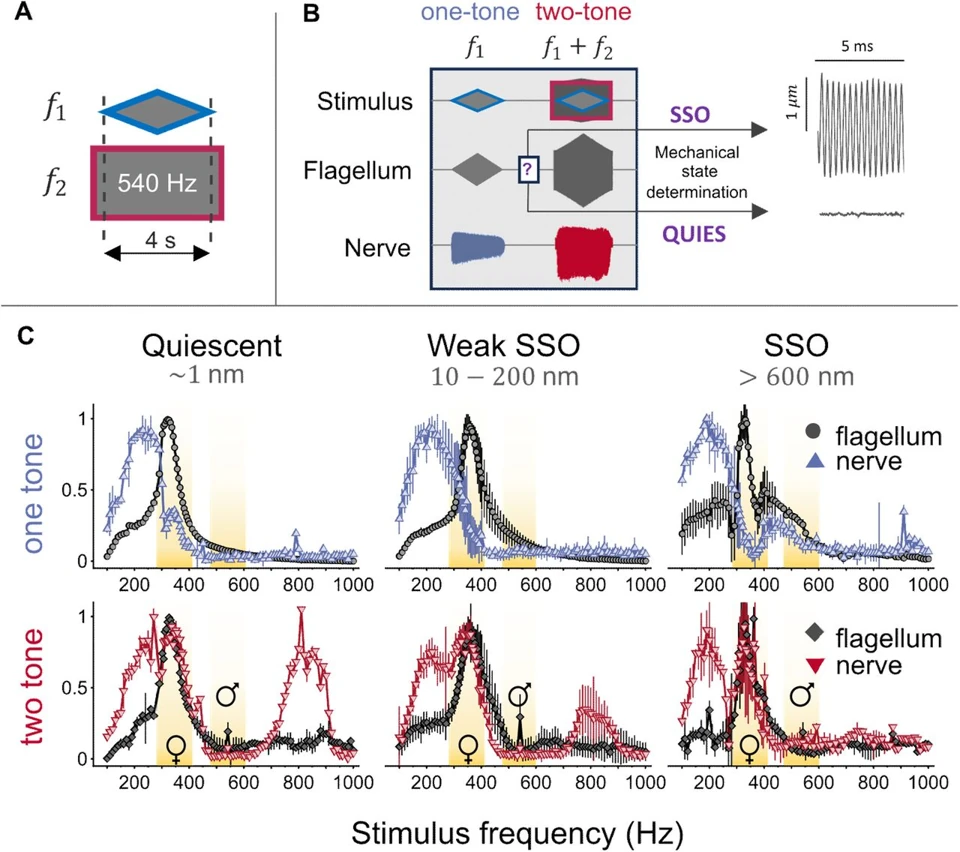 Graphical summary or first figure from Distortion rules: audibility creation in the mosquito ear