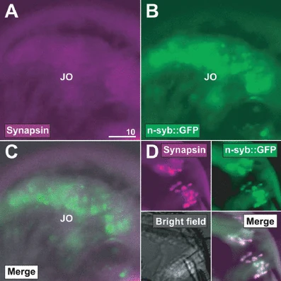 Graphical summary or first figure from Mechanical feedback amplification in Drosophila hearing is independent of synaptic transmission.