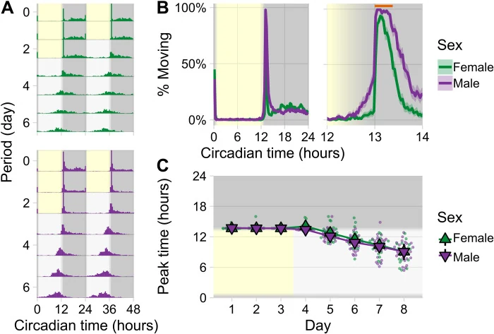 Graphical summary or first figure from Hitting the right note at the right time: Circadian control of audibility in Anopheles mosquito mating swarms is mediated by flight tones.