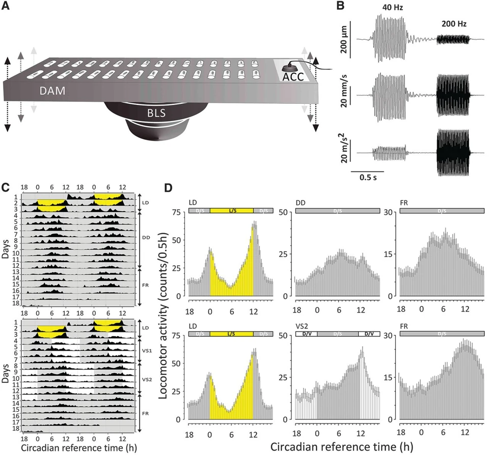 Graphical summary or first figure from A mechanosensory pathway to the Drosophila circadian clock.