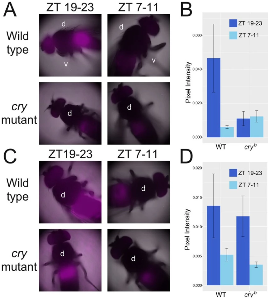 Graphical summary or first figure from Light Dominates Peripheral Circadian Oscillations in Drosophila melanogaster During Sensory Conflict.
