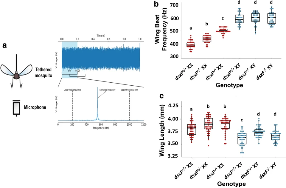 Graphical summary or first figure from Assessing the acoustic behaviour of Anopheles gambiae (s.l.) dsxF mutants: implications for vector control.