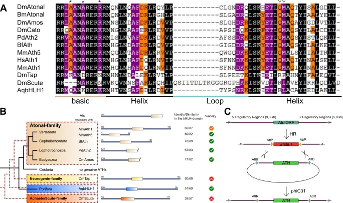 Graphical summary or first figure from Evolutionary changes in transcription factor coding sequence quantitatively alter sensory organ development and function.