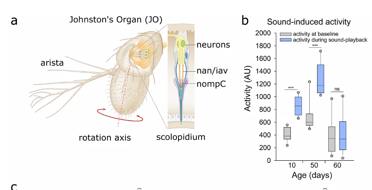 Graphical summary or first figure from Homeostatic maintenance and age-related functional decline in the Drosophila ear.