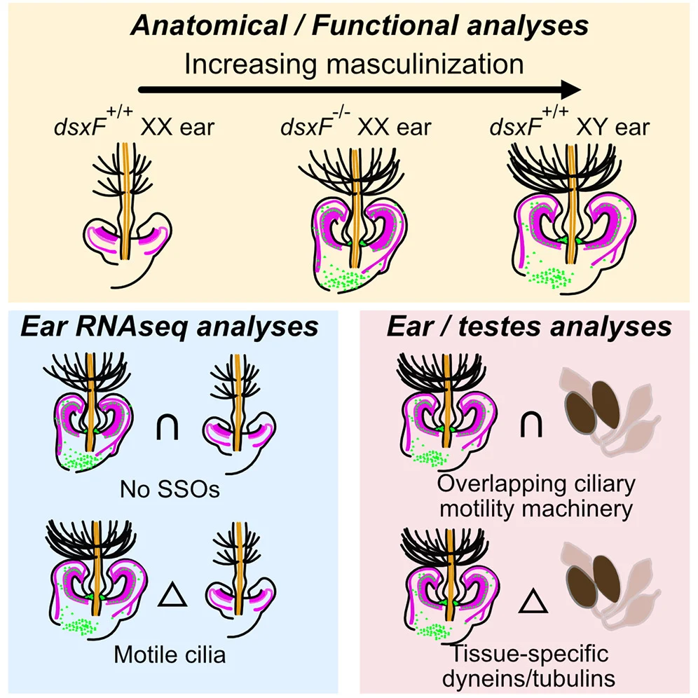 Graphical summary or first figure from Using a female-specific isoform of doublesex to explore male-specific hearing in mosquitoes.