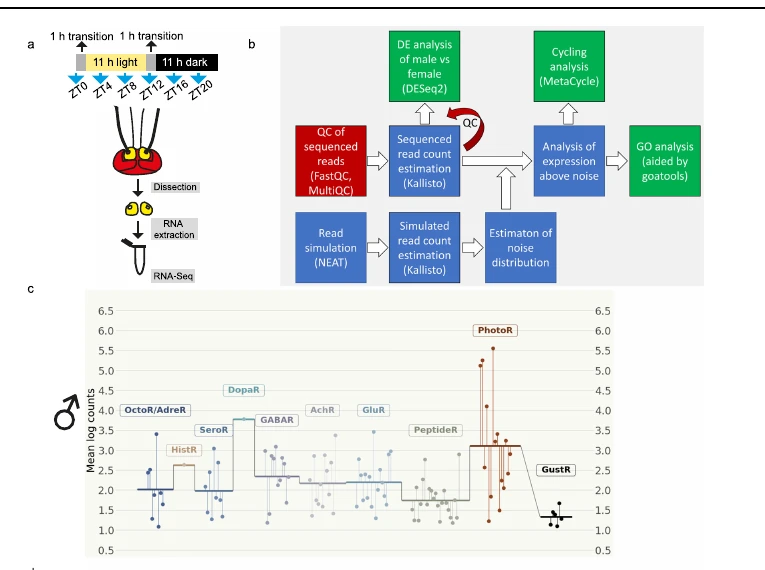 Graphical summary or first figure from Hearing of malaria mosquitoes is modulated by a beta-adrenergic-like octopamine receptor which serves as insecticide target.