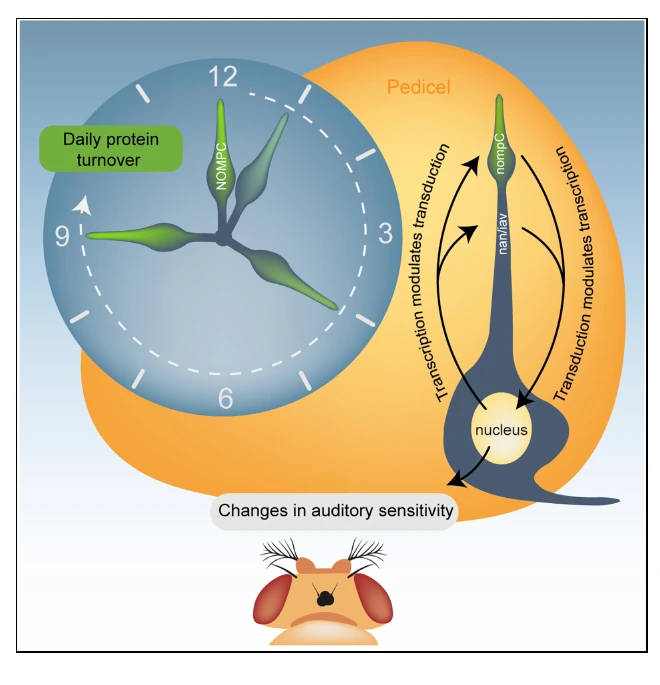 Graphical summary or first figure from Turnover and activity-dependent transcriptional control of NompC in the Drosophila ear.